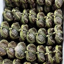 大闸蟹规格多样齐全有需要直接私信或者电话沟通
