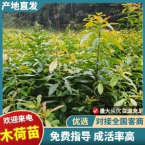 木荷裸根苗，产地一手货源，规格0.3以上，可视频看货