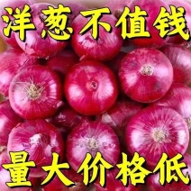 包邮【山东产地直发】正宗当季紫红皮洋葱新鲜水果洋葱紫皮葱