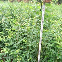 红榉地苗