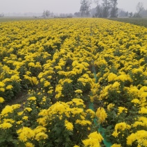 金丝皇菊
