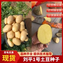 精【热卖】商丘脱毒种薯刘平1号高产抗病质优价廉欢迎电联