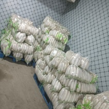 精品白萝卜