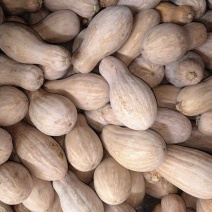 大量蜜本南瓜出售