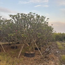 鸡蛋花苗花卉种苗自家基地自产自销特价处理