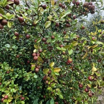 油荼果