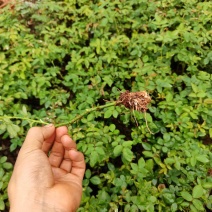 食用玫瑰大量上市，产地直发，品质保证，服务周到诚信经营