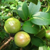 江西高山无污染山茶果，鲜果准备采摘