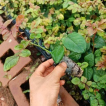 玫瑰紫薇大量上市，产地直发，品质保证服务周到，诚信经营