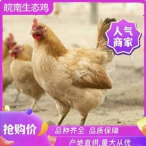 精品皖南土鸡营养价值高纯散养欢迎自有农场欢迎洽谈合作