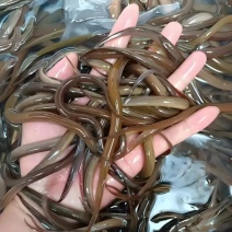 【精选】优质黄鳝苗基地孵化鱼场发货已训化包运货到付款