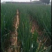 长白大葱大量上市，产地直发，品质保证，服务周到，诚信经营