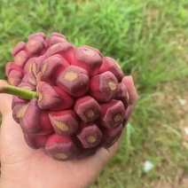 布福娜湖南特产黑老虎布福娜果口感好营养丰富价格实惠基地直发