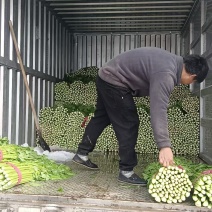 大棚芹菜，毛芹大量上市，一手货源，质量保证，欢迎采购。