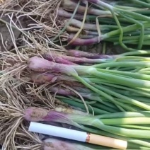 丰县洋葱产地洋葱育苗基地，保质量保产量包回收提供种植技术