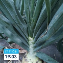 丰县中日照洋葱苗育苗基地包成活包种植技术包回收
