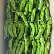 欧丽新900，精品小苏椒，