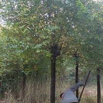 高杆金叶榆