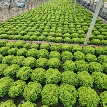 意大利散叶生菜，精品小颗！