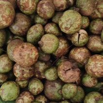 山油茶果