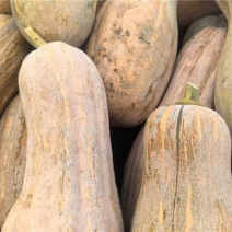 [牛]精品蜜本南瓜产地直发一手货源质量保证全国发货