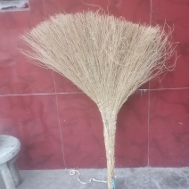 铁树扫把，金丝草扫把源头产地批发不包邮。量大从优