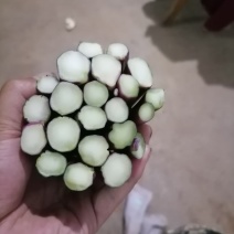 贵州高山精品红菜苔