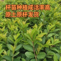 珍珠番石榴苗珍珠芭乐苗西瓜红红宝石胭脂红帝王