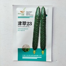 津翠23号黄瓜种子强磁品种青瓤油绿色蜜刺品种种子