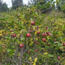 出售野生茶籽油