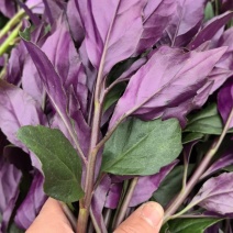 紫背菜观音菜