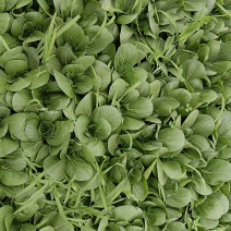 江苏精品油菜/上海青/产地直发/一手货源/价格优惠/欢迎采购