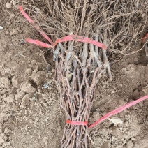 秦皇岛占地用葡萄苗特价葡萄苗价格优惠保证成活率