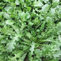 荠菜野生荠荠菜大叶季莱野荠菜阳台盆栽蔬菜