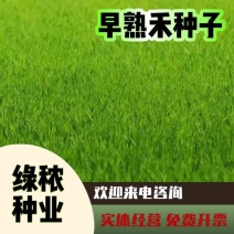 早熟禾种子四季草坪庭院草种耐践踏耐阴耐寒低矮免修高发芽率