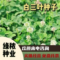 三叶草多年生宿根绿化/护坡/绿肥/牧草