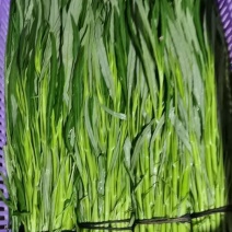 柳叶青杆空心菜
