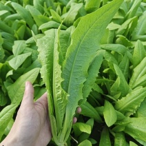 油麦河北石家庄油麦菜大棚种植