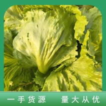 球生菜圆生菜球生菜支持代发视频验货/量大价优