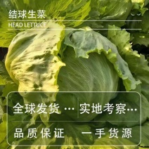 生菜结球生菜球圆生菜汉堡/生菜支持代发量大优惠