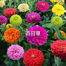 百日草花种子多花色混播庭院景观花海四季易种工程绿化
