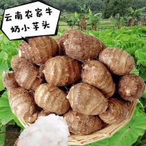 云南大理毛芋头牛奶芋头基地直发，营养丰富软糯丝滑