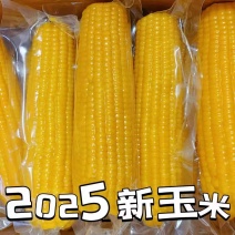 2025东北黄糯玉米大量上市，电商，商超欢迎洽谈