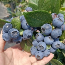 【电商代发】新鲜蓝莓高山蓝莓电商代发顺丰包邮