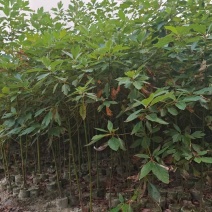 檫木杯苗，产地一手货源量大优惠，成活率高，欢迎合作