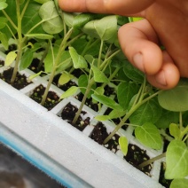 树番茄种苗