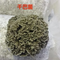 干巴菌，人工干巴菌