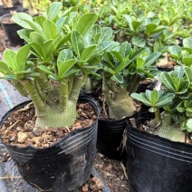 沙漠玫瑰，花卉盆栽，福建漳州基地直销多个规格可电商供货