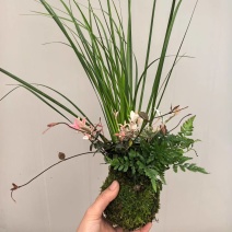 苔藓球多种桌面款可供应