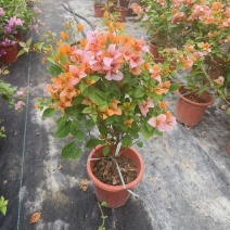 三角梅小红盆